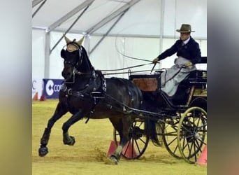 PRE Mix, Merrie, 9 Jaar, 159 cm, Donkere-vos
