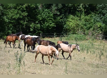 PRE, Merrie, 9 Jaar, 162 cm, Palomino