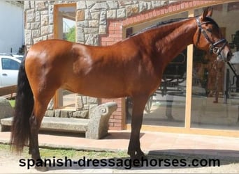 PRE Mix, Merrie, 9 Jaar, 166 cm, Bruin