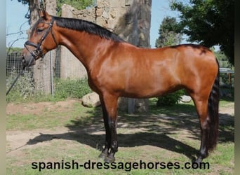 PRE Mix, Merrie, 9 Jaar, 166 cm, Bruin