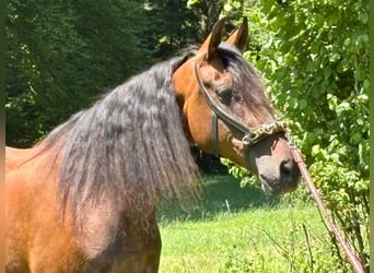 PRE Mix, Merrie, 9 Jaar, 166 cm, Bruin