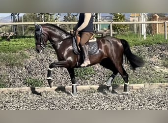 PRE Mix, Merrie, 9 Jaar, 167 cm, Bruin