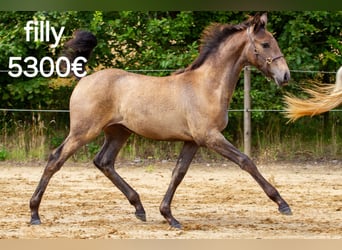 PRE, Merrie, 9 Jaar, 167 cm, Schimmel
