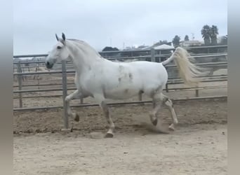 PRE Mix, Merrie, 9 Jaar, 168 cm, Schimmel