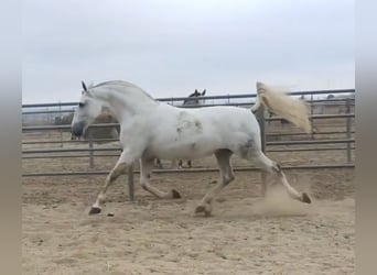 PRE Mix, Merrie, 9 Jaar, 168 cm, Schimmel