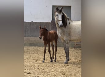 PRE, Merrie, 9 Jaar, Vliegenschimmel