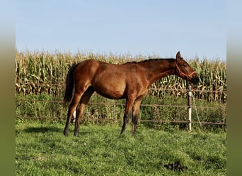 PRE, Merrie, veulen (04/2023), 130 cm, Roodbruin