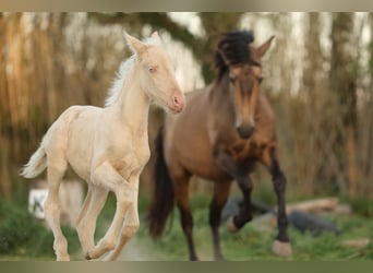 PRE, Merrie, , 135 cm, Cremello