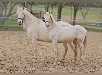 PRE, Merrie, Veulen (06/2025), 137 cm, Perlino