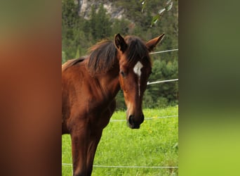 PRE, Merrie, Veulen (02/2025), 140 cm, Bruin