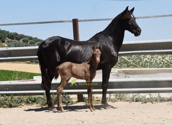 PRE, Merrie, Veulen (05/2026), 158 cm, Pearl