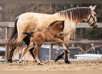 PRE, Merrie, Veulen (02/2026), 160 cm, Bruin