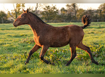 PRE, Merrie, veulen (09/2024), 160 cm, Bruin