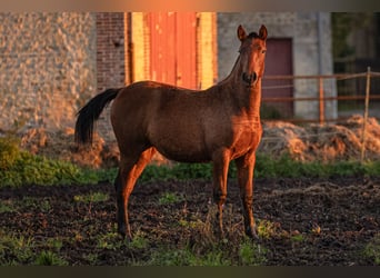 PRE, Merrie, veulen (09/2024), 160 cm, Bruin