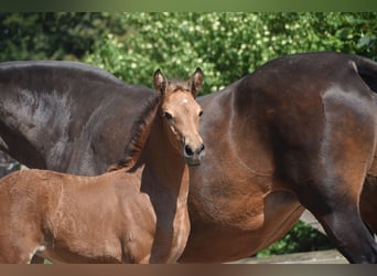 PRE, Merrie, Veulen (04/2026), 160 cm, Buckskin