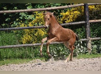 PRE, Merrie, Veulen (04/2026), 160 cm, Buckskin