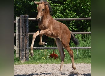 PRE, Merrie, Veulen (04/2026), 160 cm, Buckskin