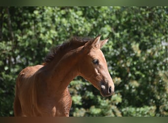 PRE, Merrie, Veulen (04/2026), 160 cm, Buckskin