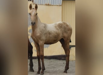 PRE, Merrie, Veulen (01/2026), 160 cm, Buckskin