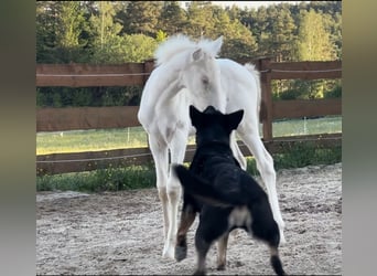 PRE, Merrie, Veulen (04/2026), 160 cm, Cremello