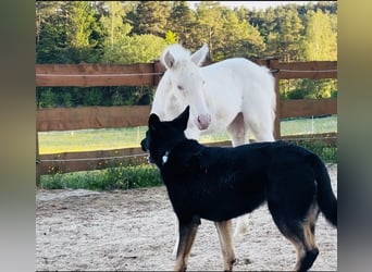 PRE, Merrie, Veulen (04/2026), 160 cm, Cremello