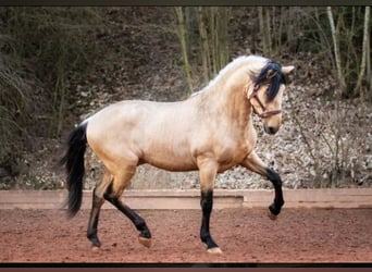PRE, Merrie, Veulen (05/2026), 160 cm, Falbe