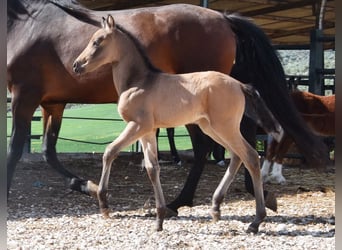 PRE, Merrie, Veulen (03/2026), 160 cm, Falbe