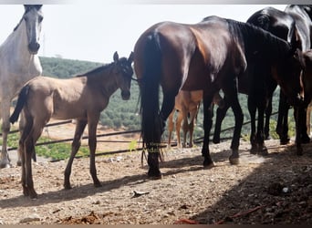 PRE, Merrie, Veulen (03/2026), 160 cm, Falbe