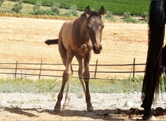 PRE, Merrie, Veulen (03/2026), 160 cm, Falbe