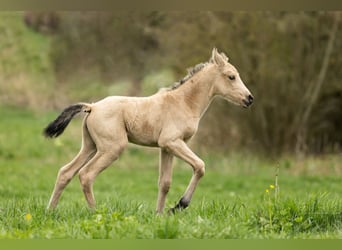 PRE, Merrie, Veulen (04/2026), 160 cm, Falbe