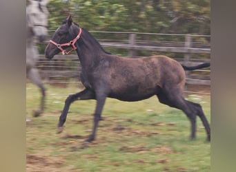 PRE, Merrie, veulen (05/2023), 160 cm, kan schimmel zijn