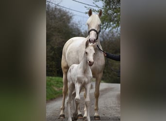 PRE, Merrie, Veulen (03/2026), 162 cm, Pearl