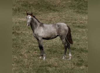 PRE, Merrie, veulen (03/2024), 162 cm, Schimmel