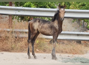 PRE, Merrie, Veulen (05/2026), 163 cm, Falbe
