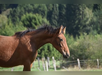 PRE, Merrie, Veulen (04/2026), 165 cm, Bruin