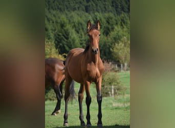 PRE, Merrie, Veulen (04/2026), 165 cm, Bruin