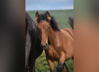 PRE, Merrie, Veulen (04/2026), 165 cm, Bruin
