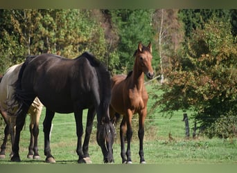 PRE, Merrie, Veulen (04/2026), 165 cm, Bruin