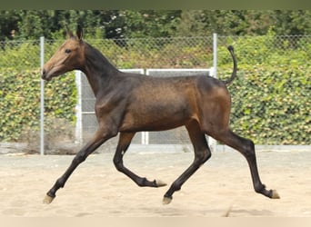 PRE, Merrie, Veulen (05/2026), 165 cm, Buckskin