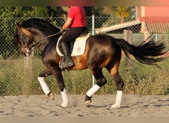 PRE, Merrie, Veulen (05/2026), 165 cm, Buckskin
