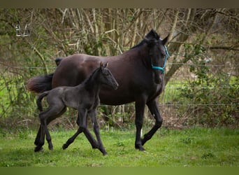 PRE Mix, Merrie, Veulen (03/2026), 165 cm, Zwart