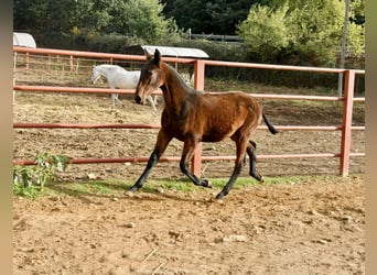 PRE, Merrie, Veulen (08/2025), 166 cm, Bruin