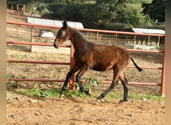 PRE, Merrie, Veulen (08/2025), 166 cm, Bruin