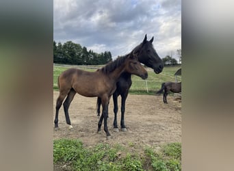 PRE, Merrie, Veulen (01/2025), Bruin