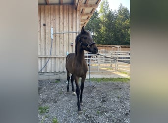 PRE, Merrie, Veulen (01/2025), Bruin