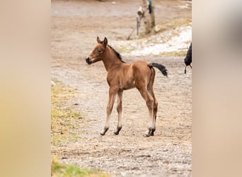 PRE, Merrie, Veulen (02/2026), Bruin