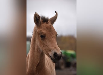 PRE, Merrie, Veulen (02/2026), Buckskin