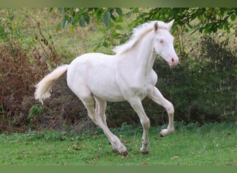 PRE, Merrie, Veulen (06/2026), Cremello