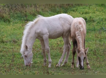 PRE, Merrie, Veulen (06/2026), Cremello