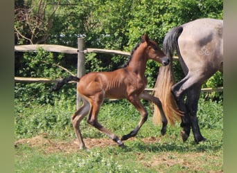PRE, Merrie, , Donkerbruin